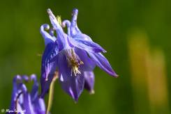 Blau-violette Blüte einer Gemeinen Akelei
