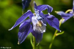 Die intensiv blaue Blüte einer Alpen-Akelei