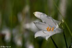 Blütenknospe und geöffnete weiße Blüte einer Alpen-Paradieslilie