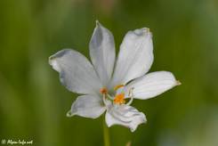Weiße Blüte einer Alpen-Paradieslilie (Paradisea liliastrum)