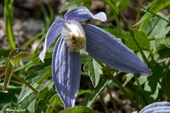 Blaue Blüte einer Alpen-Waldrebe (Clematis alpina)