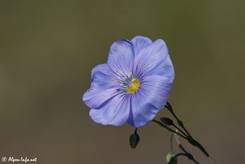 Ausdauernden Lein mit seiner hellblauen Blüte