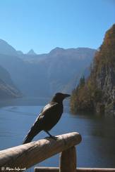 Eine Rabenkrähe (Corvus corone) mit dem Königssee im Hintergrund