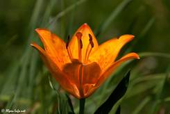 Seitliche Ansicht der Blüte einer Feuer-Lilie (Lilium bulbiferum)