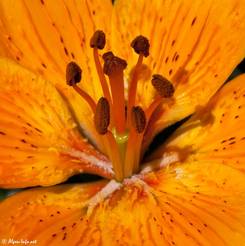 Das Innere der Blüte einer Feuer-Lilie mit den Staubblättern und dem Fruchtknoten