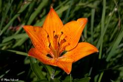 Blick von oben in eine orangefarbene Blüte einer Feuer-Lilie