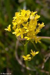 Gelbe Blüte eines Glatt-Brillenschötchens (Biscutella laevigata)