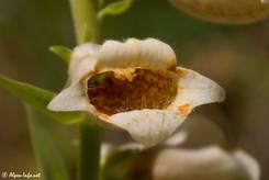 Blick ins Innere einer einzelnen Blüte des Großblütigen Fingerhuts