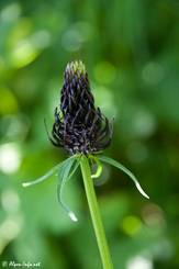 Die Blüte der Hallers Teufelskralle ist meist dunkel violett, fast schwarz