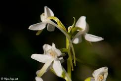 Details der Orchidee
