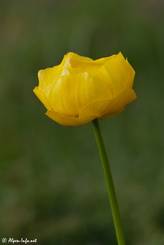 Gelbe Blüte einer Trollblume (Trollius europaeus)