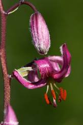 Turbanförmige rosa-farbende Blüte und Blütenknospe einer Türkenbund-Lilie