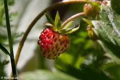 Frucht einer Wald-Erdbeere kurz vor der Reife